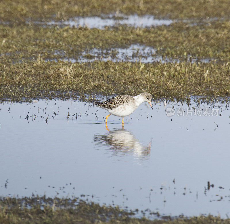 Ruff Wader (Philomachus匕首)很糟糕